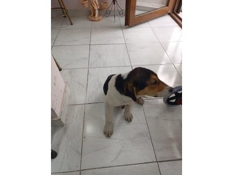 Ücretsiz jack russell