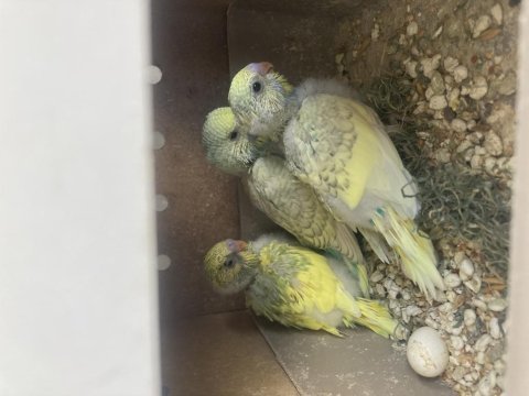 Renk güzeli rainbow chek kuşlar ve çift takım