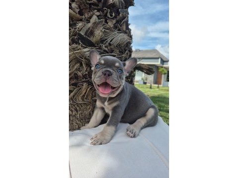 2 renkli french bulldog yavruları çiftlikten 