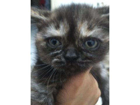 3 temmuz doğumlu dişi exotic shorthair