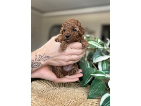 Birbirinden güzel toy poodle bebeklerimiz