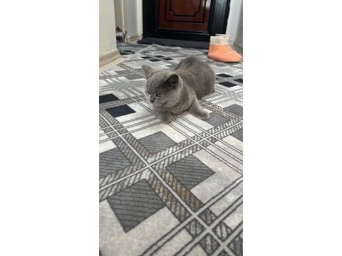 Silver british shorthair 5 aylık