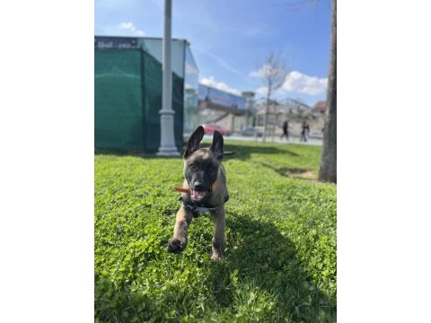 İki aylık belçika malinois erkek