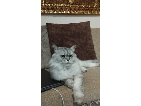 British longhair minik aslanımı sahiplendiriyorum