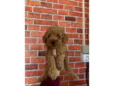 Sevimli bebek köpekler yeni sahiplerini bekliyor