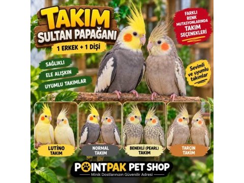 Takım sultan papağanları