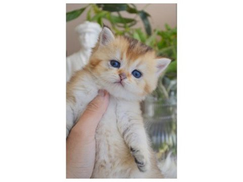 Golden british shorthair yavrular