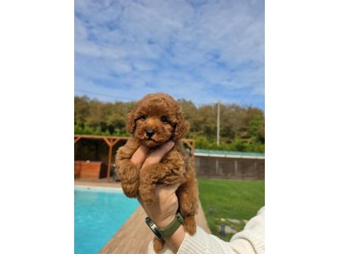 Poodle çiftliğinden red brown toy poodle bebeklerimiz