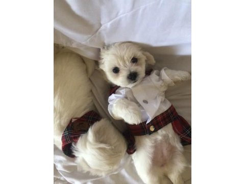Bayram gibi şeker sahibinden aşılı maltese terrier