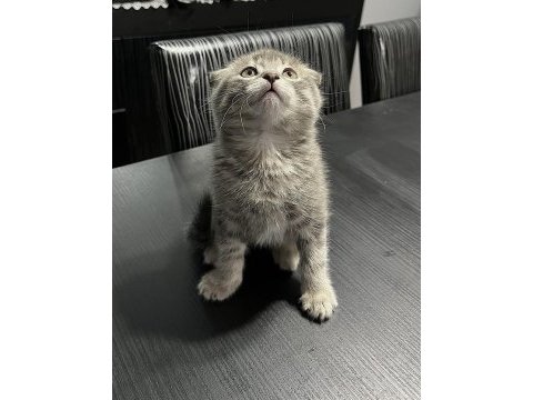 50 günlük gri scottish fold bebek