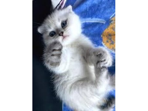 Dişi ve erkek yavru kedimiz mevcut