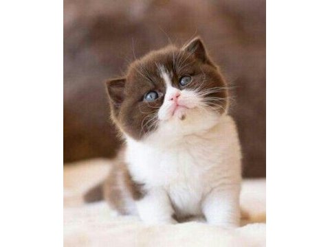 British shorthair yavrular istanbul avcılar