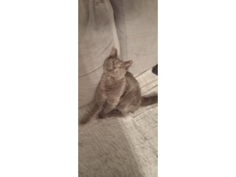 Sevgi pıtırcığı kedimiz 5 aylık