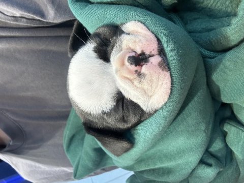 French bulldog 1 aylık bebek