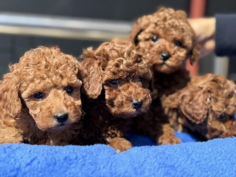 Ankaranın en seçkin redbrown kore toy poodle ları