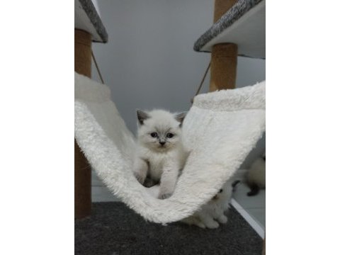 Bluepoint dişi british shorthair yavruları