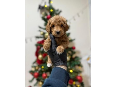 Toy poodle yavrular