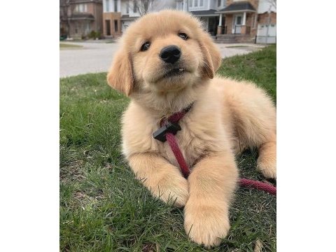 Evinizin neşesi doberman her yere kapıda öde
