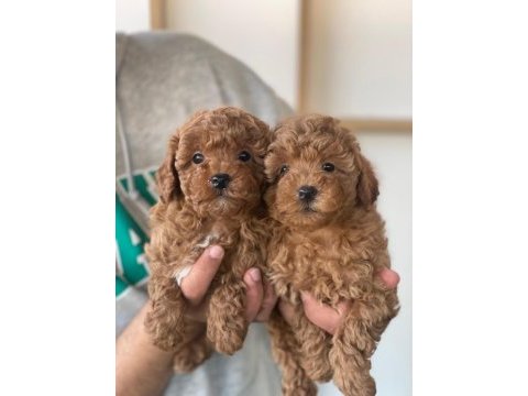 Poodle yavruları