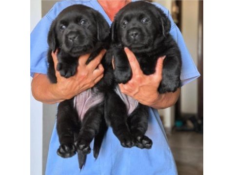 Labrador retrıever yavruları ıstanbul 