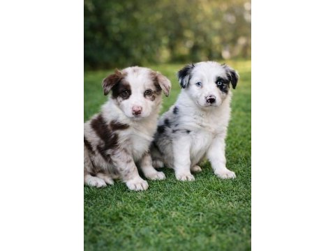 Zeki oyuncu sadık border collie yavrular