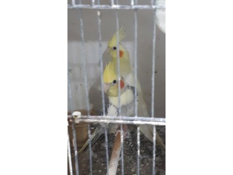 Sultan papağanları 1,5 yaşında