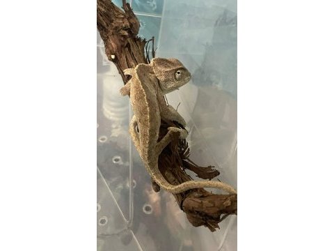 Genç anaç chamaeleo chamaeleon bukalemunu