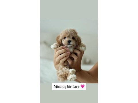 Mini boy orijinal maltipoo korean aşılı eğitimli