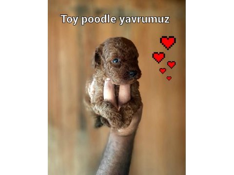 Toy poodle yavrularımız daha güzeli yok