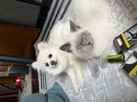 2 aylık blue point erkek british shorthair