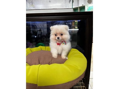 Pomeranian boo köpeği