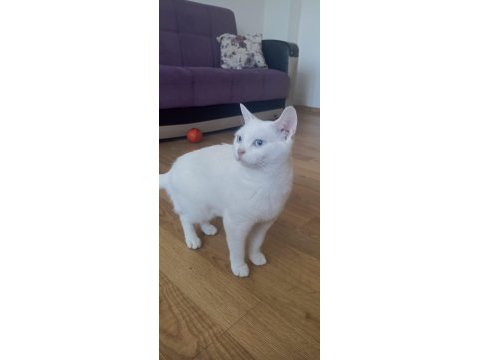 Irkının tüm özelliklerini taşıyan oyuncu british shorthair