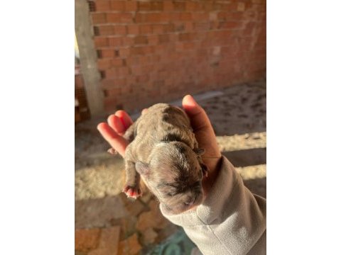 Rezerve french bulldog yavrular