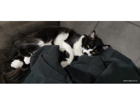 Smokin (tuxedo cinsi) kedimiz
