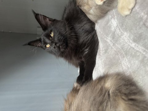 Black aşkı maine coon