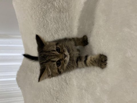 Golden black british shorthair yavru kedimiz