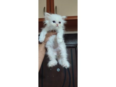 British shorthair kar topları