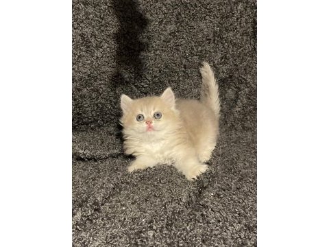 Anne baba şecereli safkan british longhair ay12 erkek