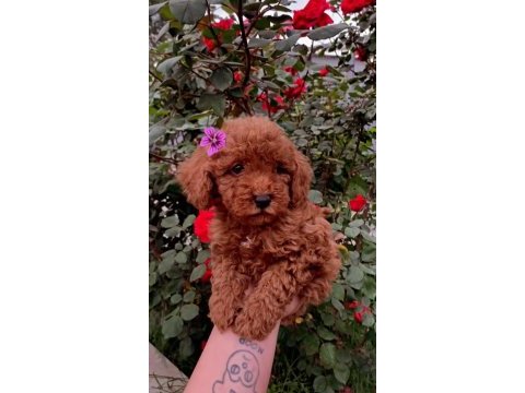 Güzeller güzeli toy poodle yavrularımız