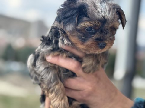 Petmode köpek çiftliğinden tea cup morkie yavrular