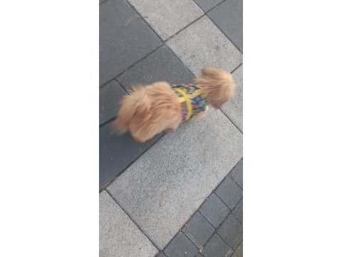 Güzellik sevimli ve bağımlılık abidesi köpeğimiz