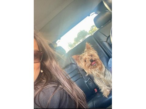 Teacup yorkshire terrier