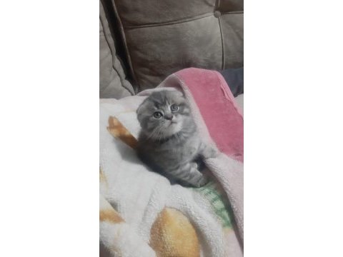 Scottish fold 2 aylık erkek