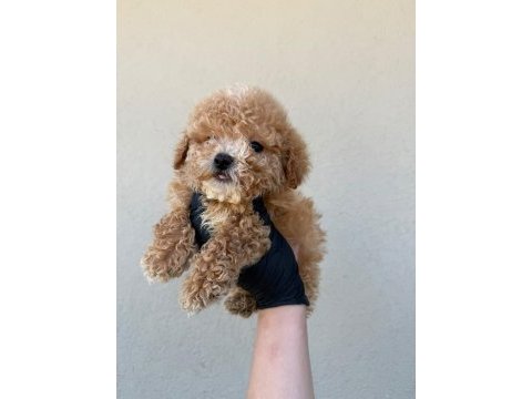 Toy poodle köpeğimiz