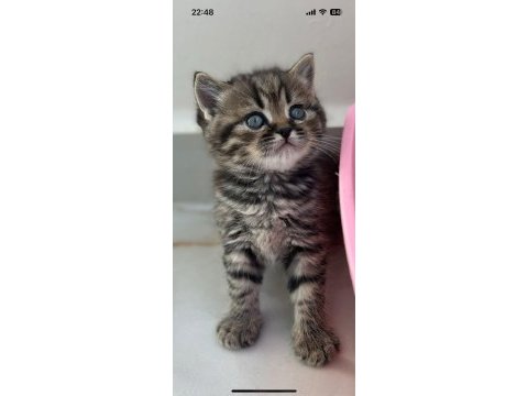 British shorthair yavrular 2 aylık
