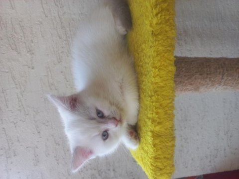 Albino siyam kedisi nadir 3 aylık