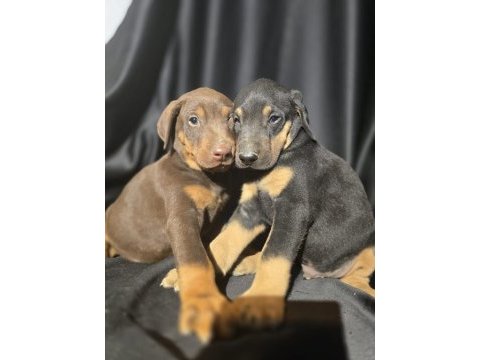Orjinal doberman