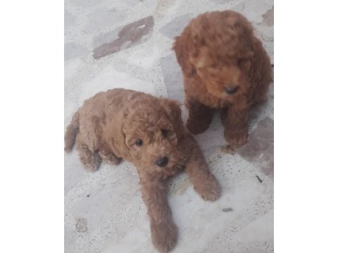 Muhteşem toy poodle yavrularımız istanbul