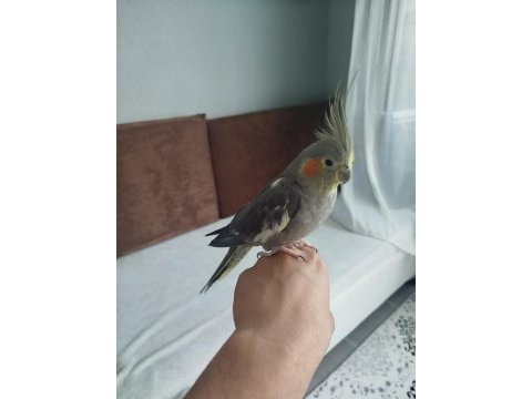 Acil satılık sultan papağanı