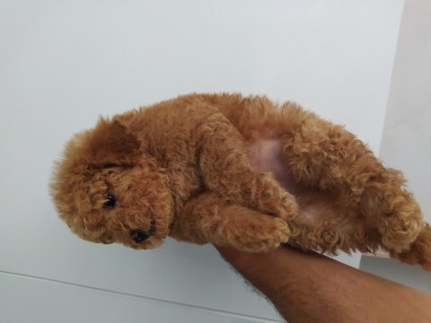 Oyuncak kaniş toy poodle